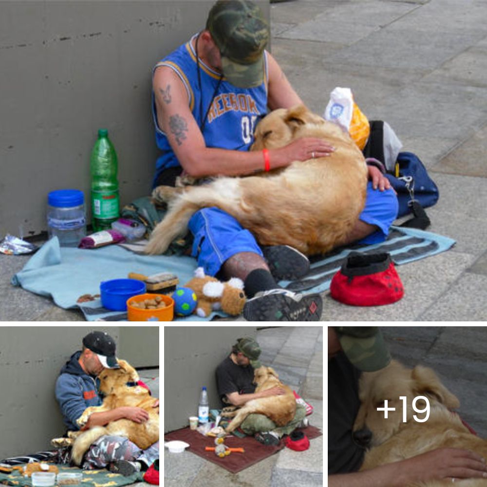 Dog Who Once Struggled to Walk Makes a Miraculous Recovery Thanks to the Love of Amazing Helpers.