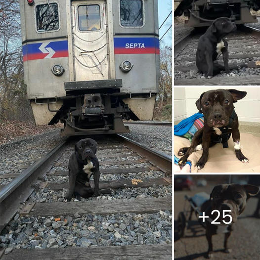 A loving dog forgives the boy who set him on fire and continues to fight bravely for his life.