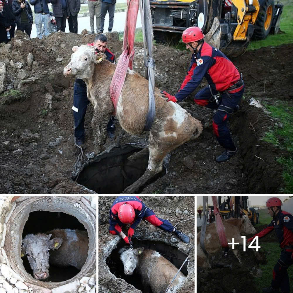 An elderly dog ​​kicked out of his home collapsed, waiting for the end, until a kind soul rescued him.