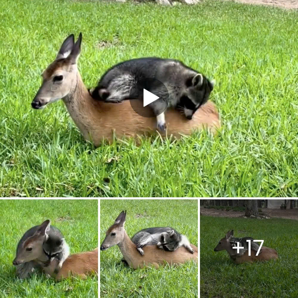 Man reveals extraordinary friendship with young fox whom he cured of a serious illness, touching hearts.