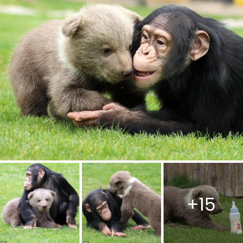 Scared Dog Rolls Over and Melts into Rescuer’s Arms, Overwhelmed with Relief and Trust the Moment She Feels Safe