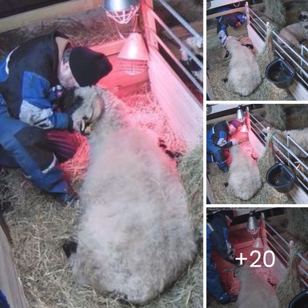 “Don’t Lose Hope” Special Angels Don’t Give Up: After 2 Days of Effort, They Rescue a Goat Trapped in a Pipe