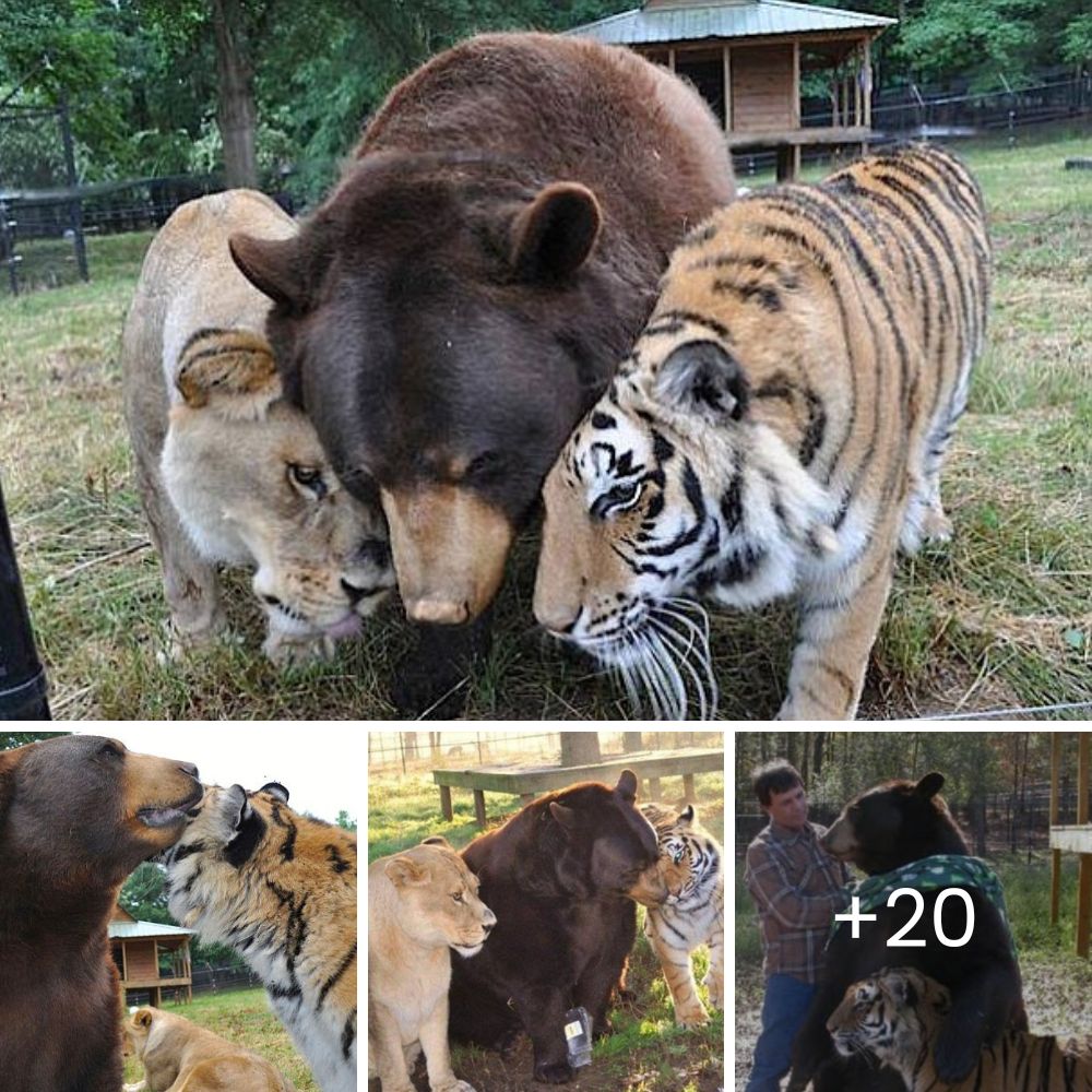 Rescuers Free Dog Tangled in Wire, Easing His Pain with Compassion and a Touch of Love