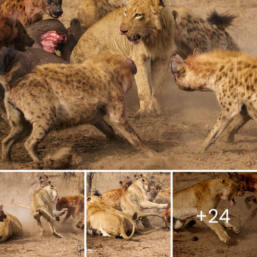 El emotivo adiós de un perro rescatado: los vecinos se unen a una última caminata mientras enfrenta el cáncer terminal con amor y fortaleza