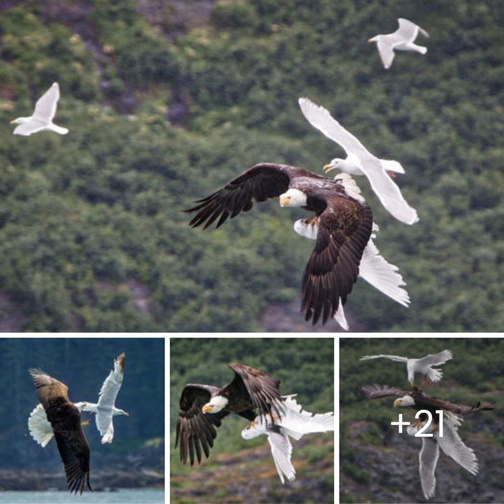 Puppy Who Lost a Leg and Survived with Her Little Brother Finally Finds a Loving Home