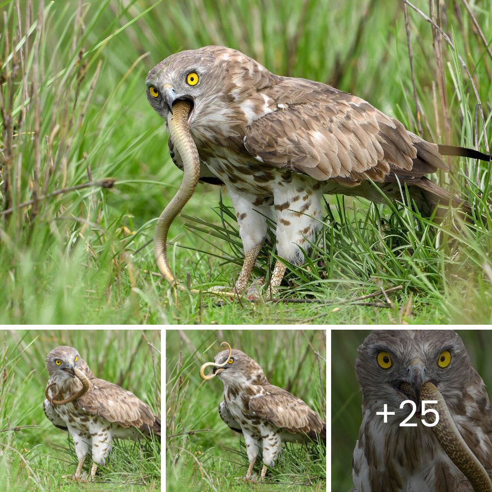 Golden Retriever Puppy with Tail on Head Dumped for Being Different, Yet Finds Love from Everyone Who Meets Her