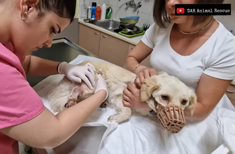 Sick Puppy Trembles in Fear at Every Approach, Yet His Eyes Plead for Help and Hope Amidst His Struggle