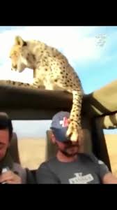 Unexpected Wildlife Encounter: Tourists Face Off with Curious Cheetahs in Africa