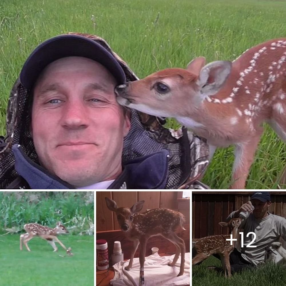 You are my friend now! The heartwarming story of a man rescuing an injured fawn, fixing its broken leg and releasing it into the wild – except the fawn refused to leave the man’s side.