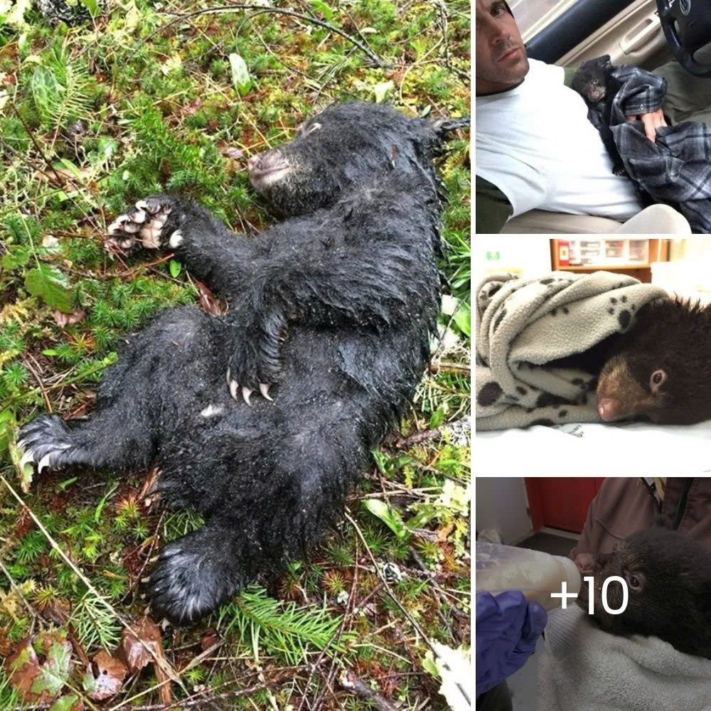 Tears Flow as Rescuers Save Unloved, Dumped Bait Dog Found Curled Up in the Trash—A Touching Rescue Story