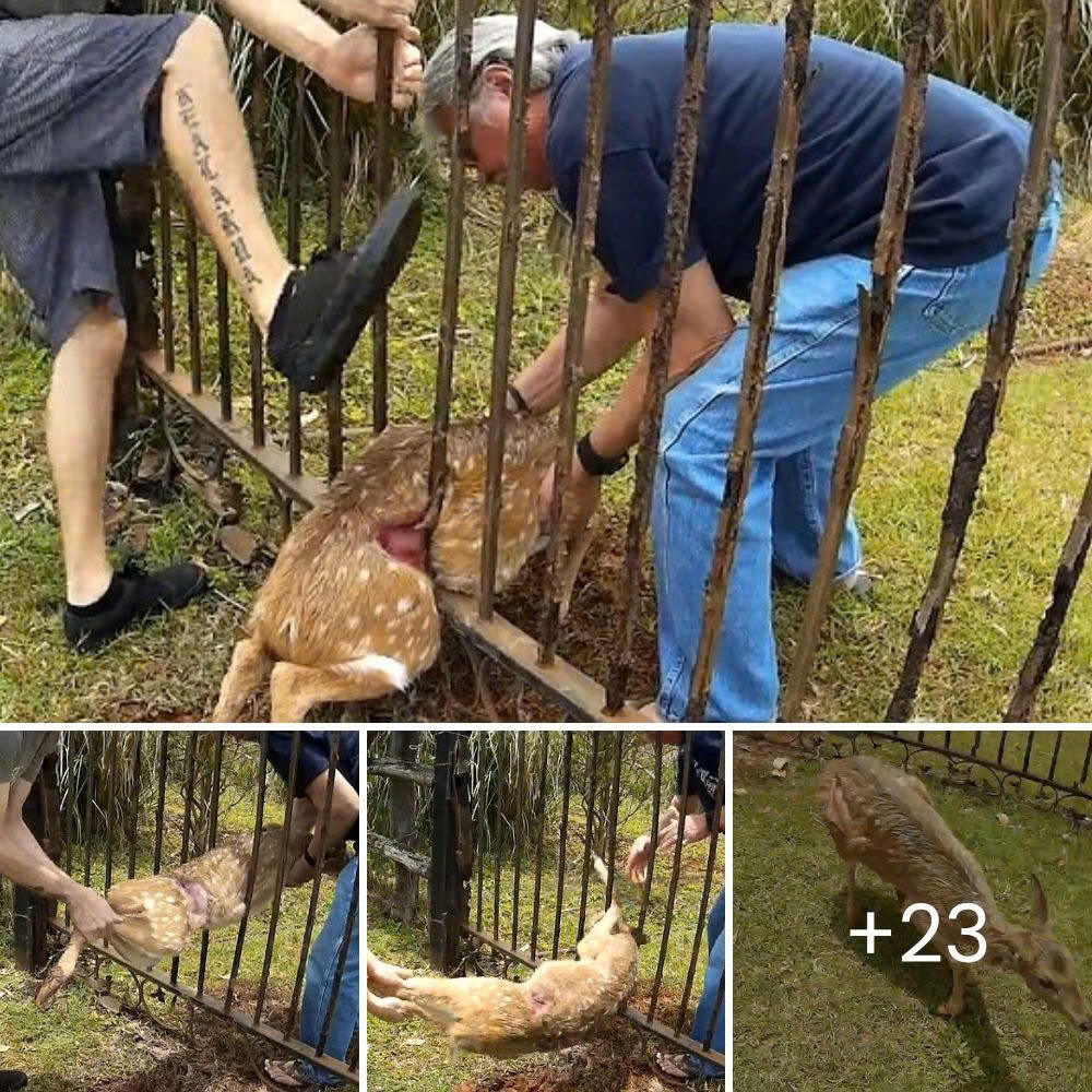 Tearful Journey: Orphaned Lion Cubs in California Find a Glimmer of Hope After Losing Their Mother in a Tragic Accident