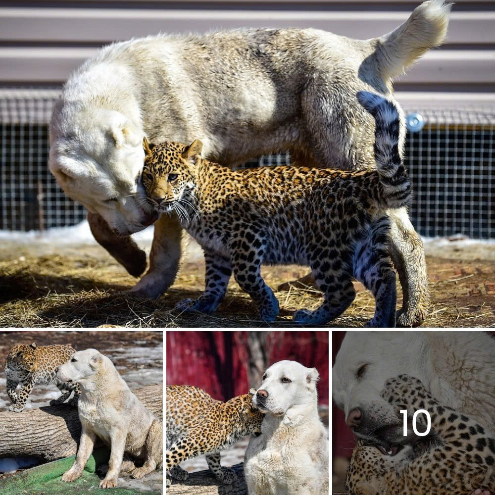 Fierce Mother Warthog Battles Leopard to Protect Her Baby—Stunning Photos Capture the Intense Fight for Survival