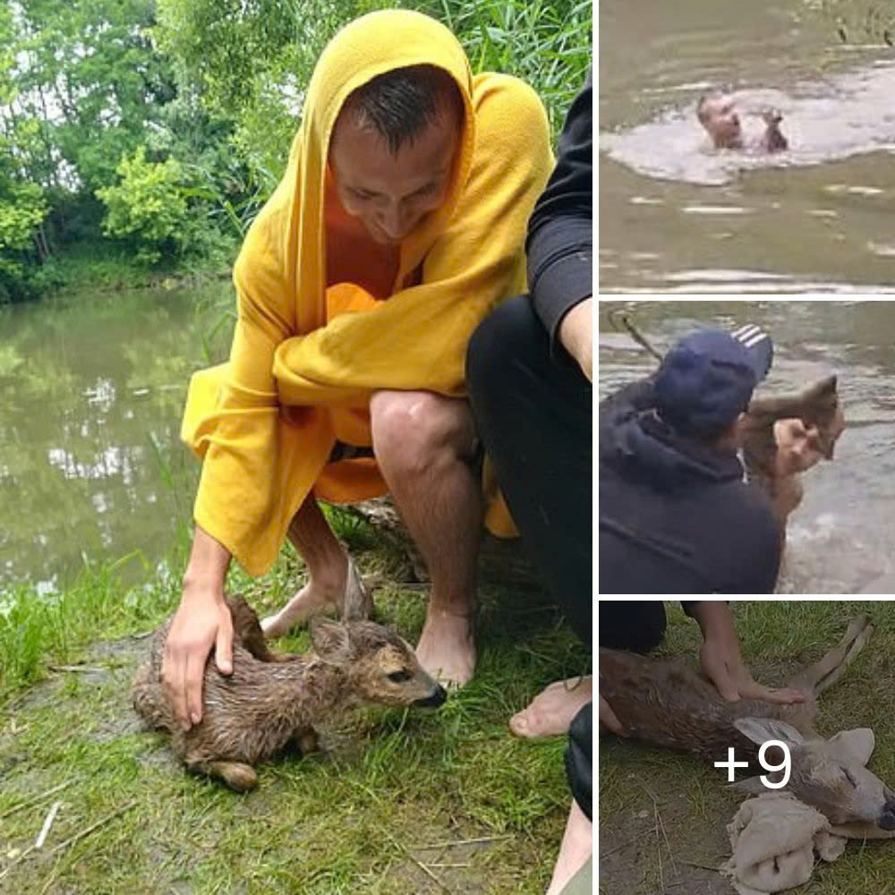 “Hi there! Can I make friend with you?” – Rescued Baby Bear Boog Melts Hearts as He Adorably Befriends a Fawn for the First Time