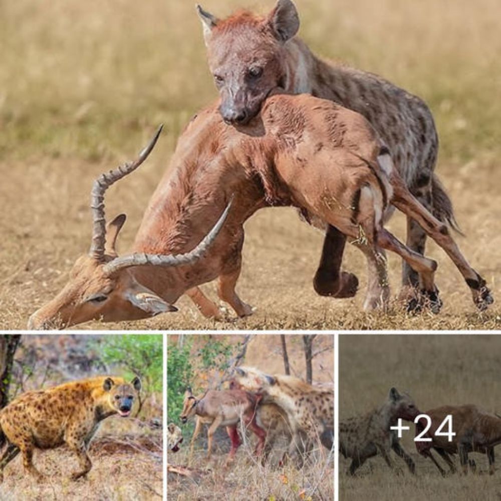 “Get off my baby” – Brave Mother Zebra Risks Everything, Fending Off Leopard to Give Her Injured Baby One Last Chance at Survival [Video]