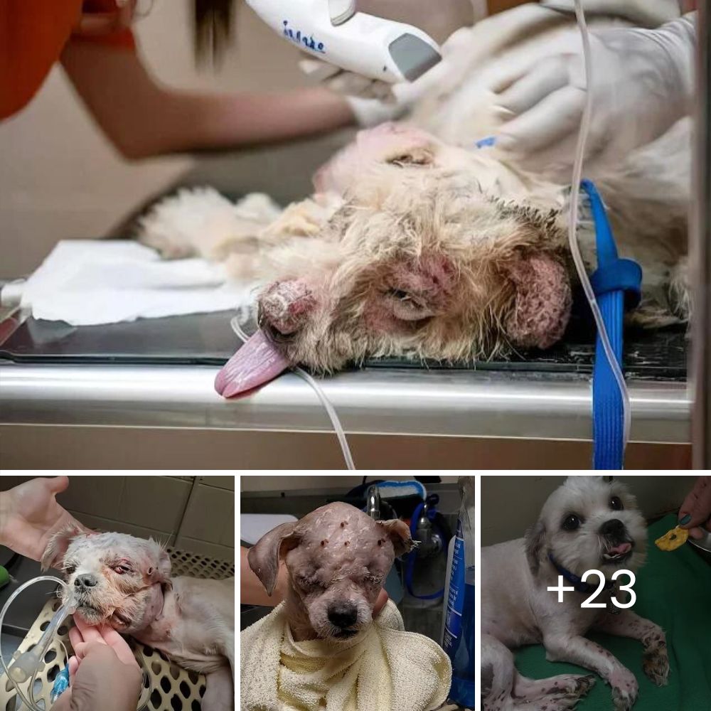 Perro Callejero Lucha Incansablemente por Liberar a un Cachorro Atado, Regalándole una Segunda Oportunidad y Esperanza