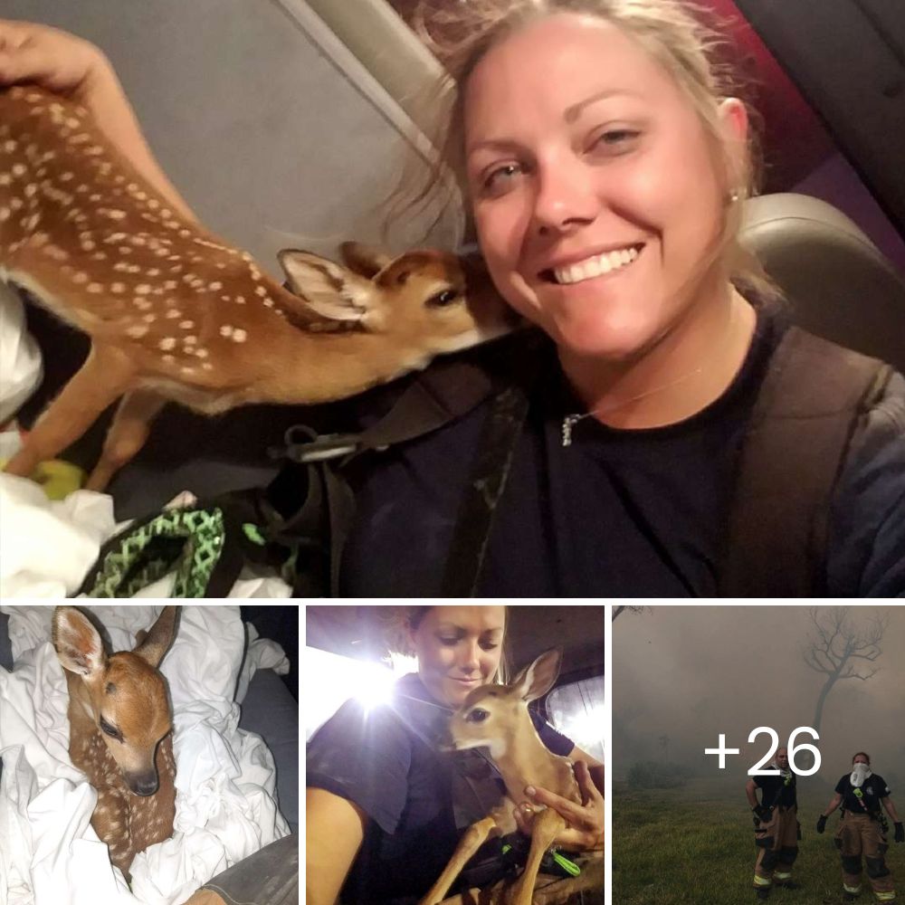 Perro abandonado en un puente se rinde al amor de su héroe y encuentra esperanza en un tierno rescate.