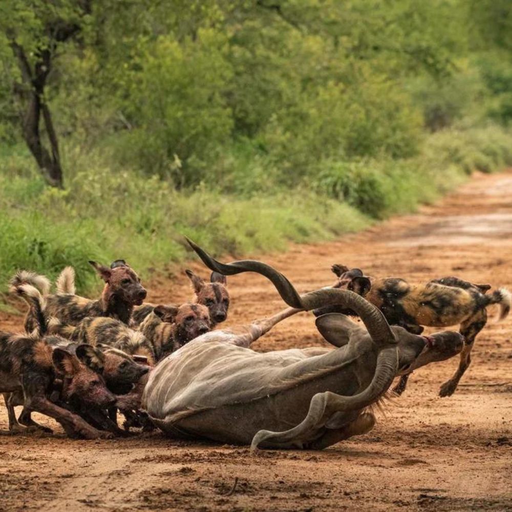 Perrito callejero encuentra finalmente la paz al darse cuenta de que, por fin, ha sido adoptado y amado