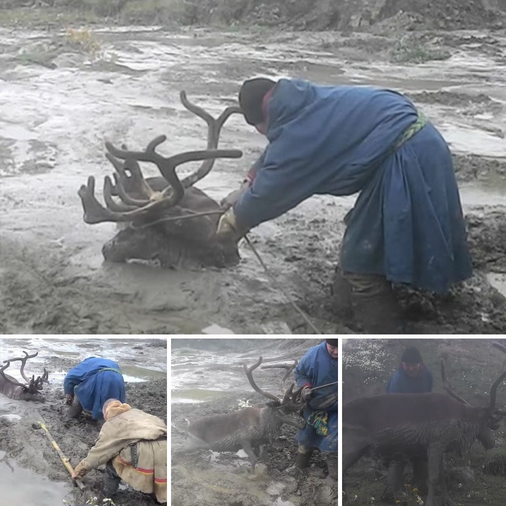 Rechazado por Su Propia Familia: Tras Ser Atropellado, un Perro Herido Lucha por el Amor que Perdió