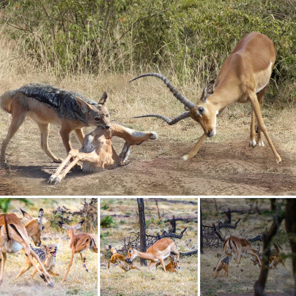 Abandonado solo en la orilla: hermoso golden retriever abandonado debido a un tumor de 20 kg, aún anhela amor