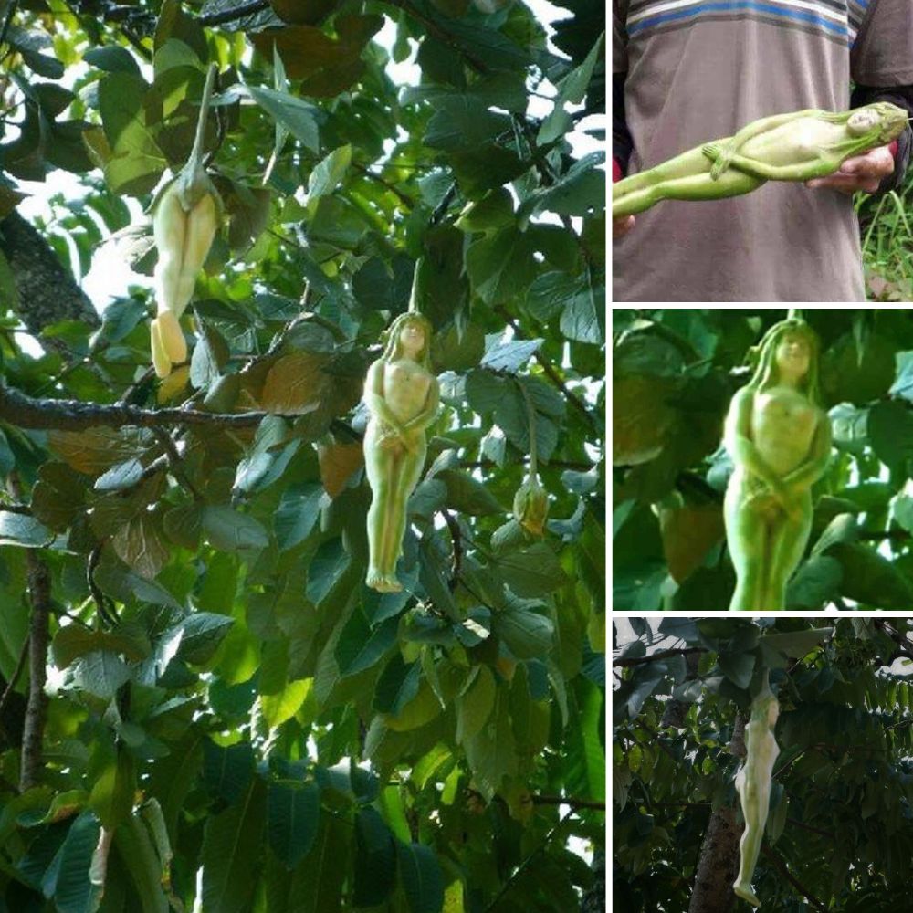From the Dumpsite to Reunion: Rescued Dogs Recreate Emotional Photo, Celebrating a Year of Love and Survival