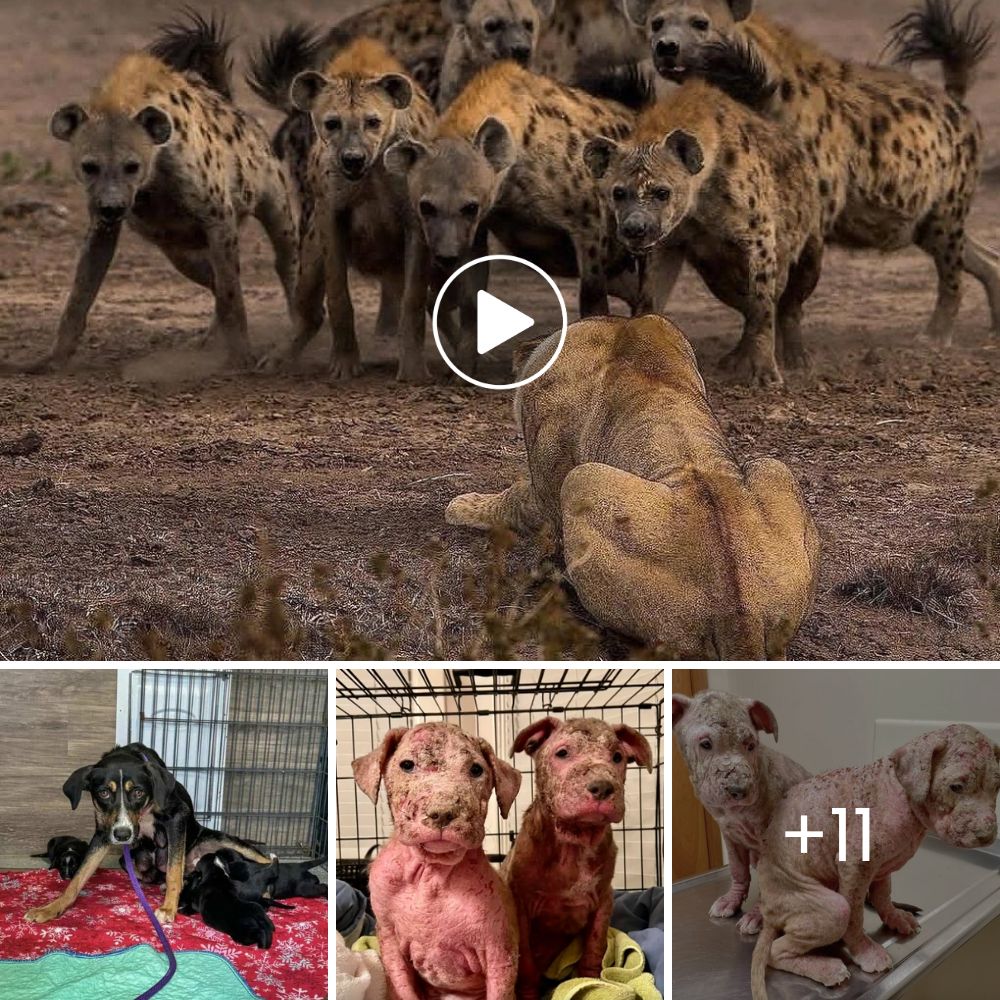 He Trembles and Pees Himself Every Time He Hears a Human Voice—His Fear Breaks Our Hearts Deeply