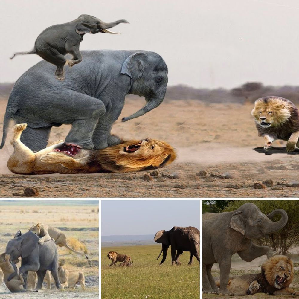VIDEO: Emotivo Reencuentro—La Incontenible Alegría de una Madre Perra al Volver a Abrazar a sus 9 Cachorros Robados