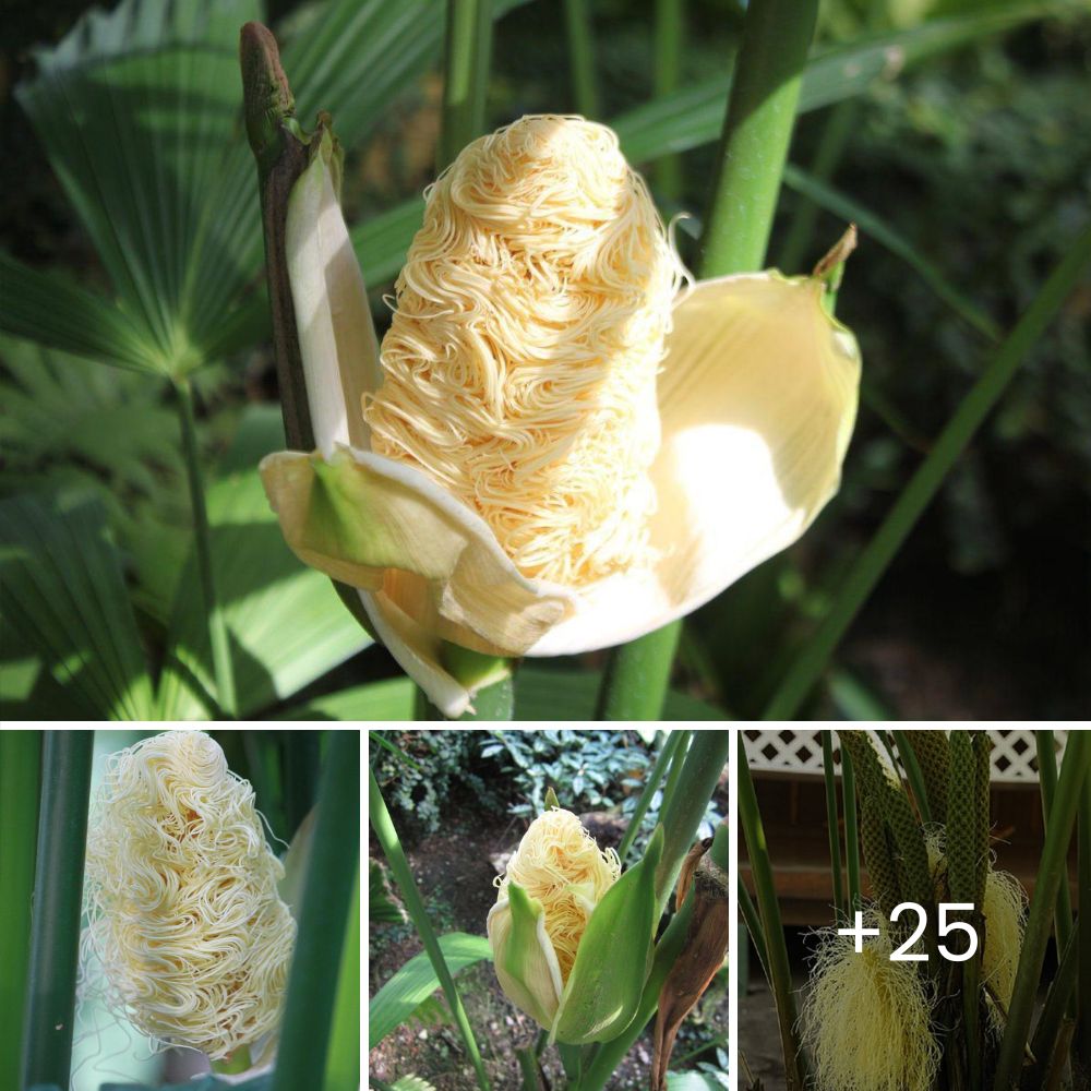 Cuando lo rescataron, estaba al borde de la muerte, pero luchó con todo su corazón para sobrevivir.