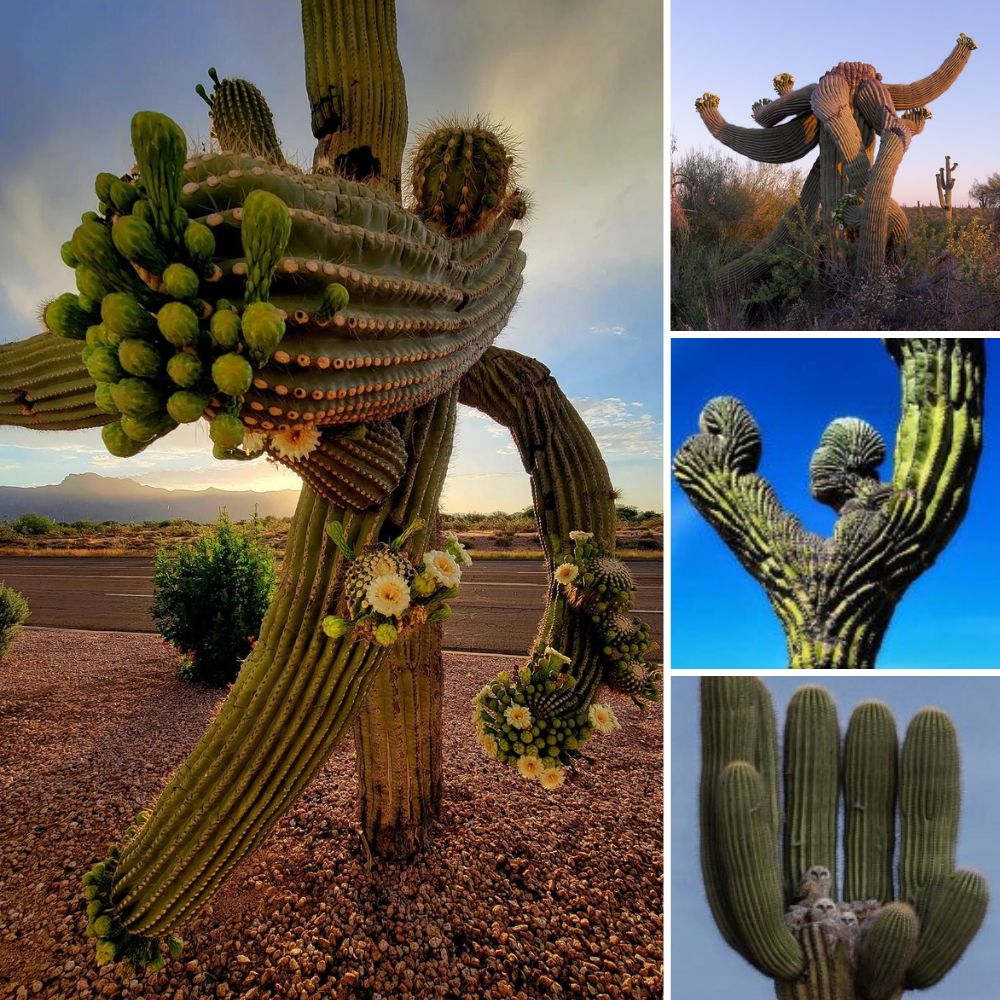 ‘Vamos Amigo, Levántate’: Un Desesperado Perrito Lucha con Todo su Corazón por Reanimar a su Amigo Fallecido