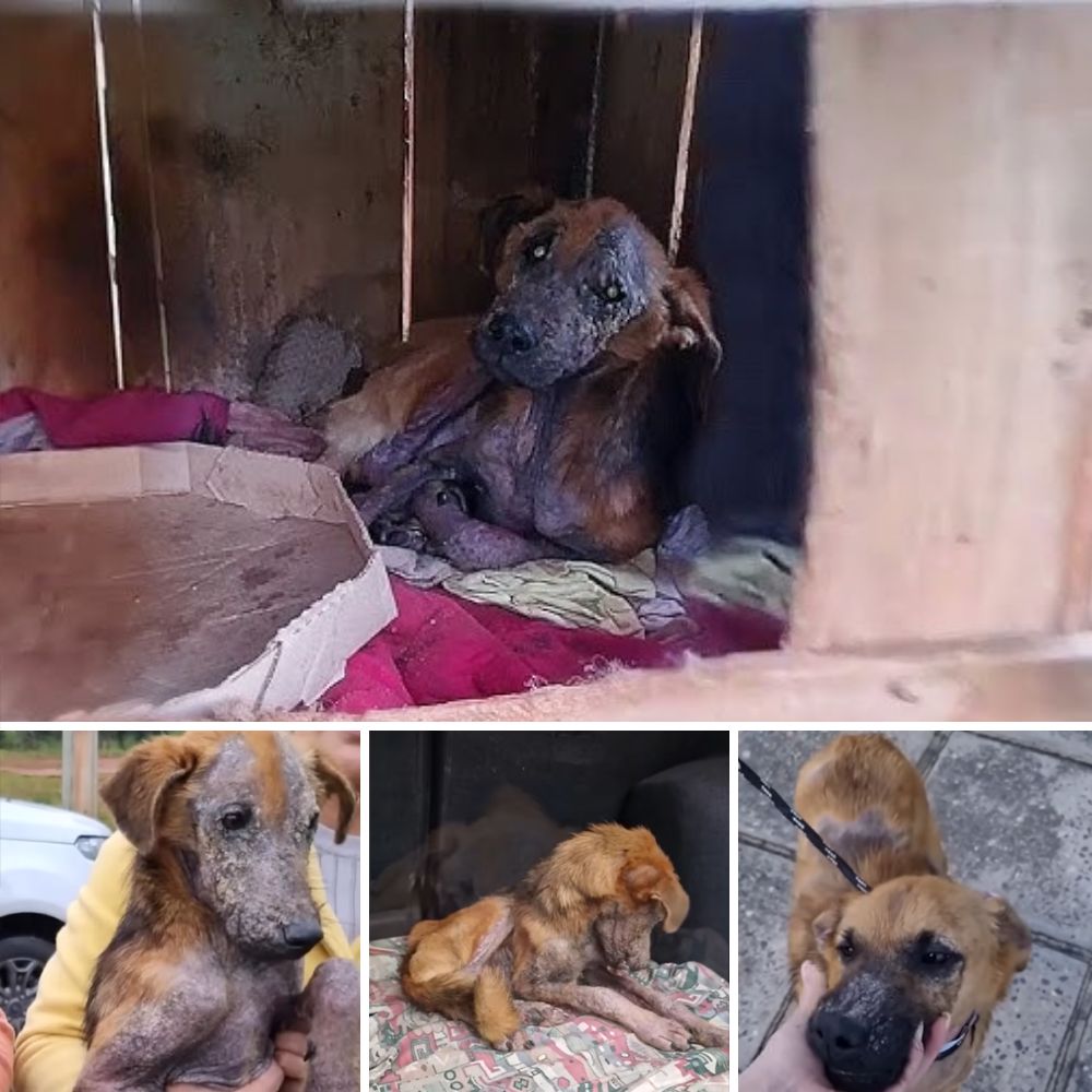 Dos Perritos Enfermos, Unidos por la Necesidad, Son Captados en un Hermoso Acto de Amor y Solidaridad