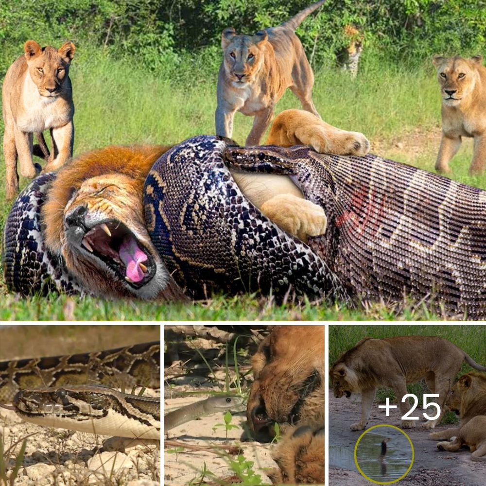 Perrita Desesperada Suplica a Extraños para Salvar a sus Cachorros del Frío, Luchando con Todo su Amor Maternal