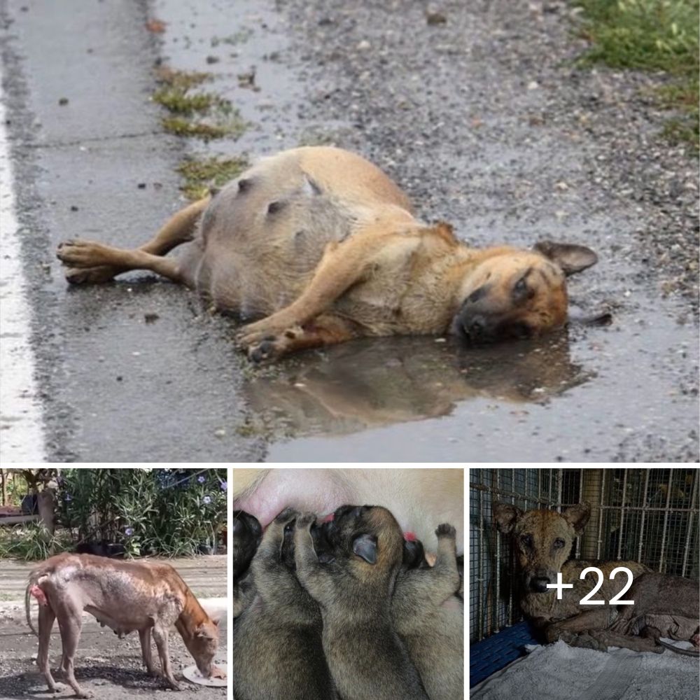 Un perro leal se niega a abandonar a su dueño fallecido trágicamente durante su paseo juntos