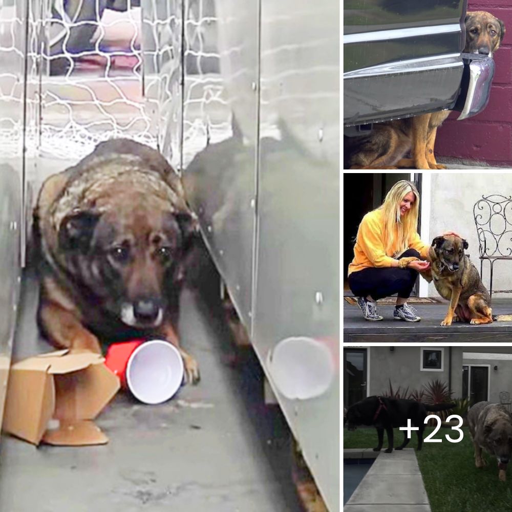 Mailman Finds Distressed Dog Tied to a Tree, Steps In and Changes Her Life Forever with Kindness