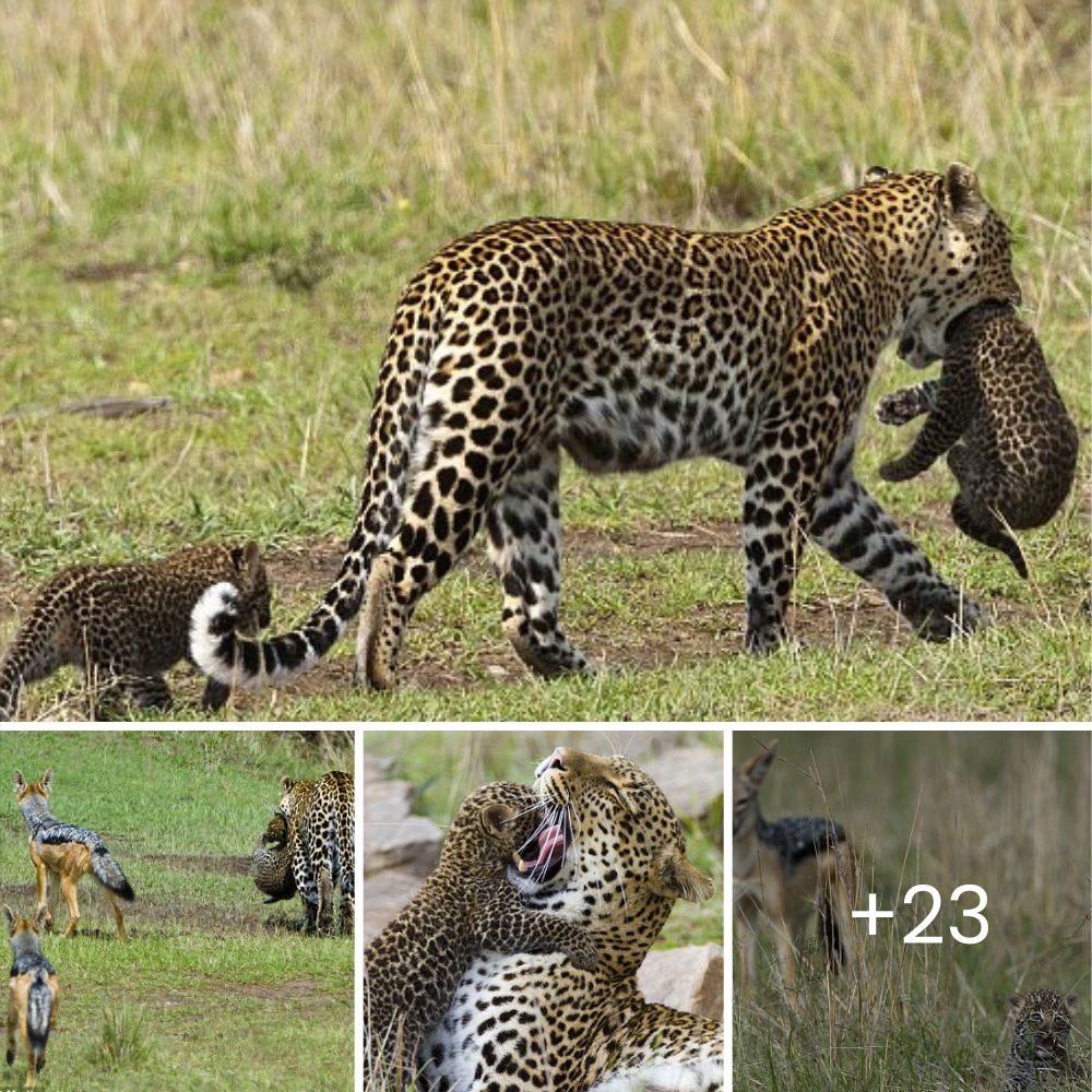 “How Long Have You Been Stuck?” – Kind Villagers Rescue a Desperate Leopard After Five Hours Trapped in a Jug