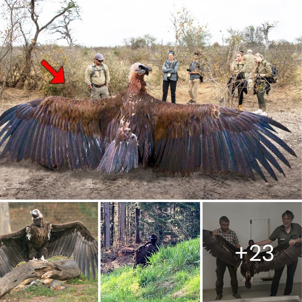 “He esperado 7 años, 9 meses, 2 semanas y 2 días” – La desgarradora súplica de una perrita que aún espera