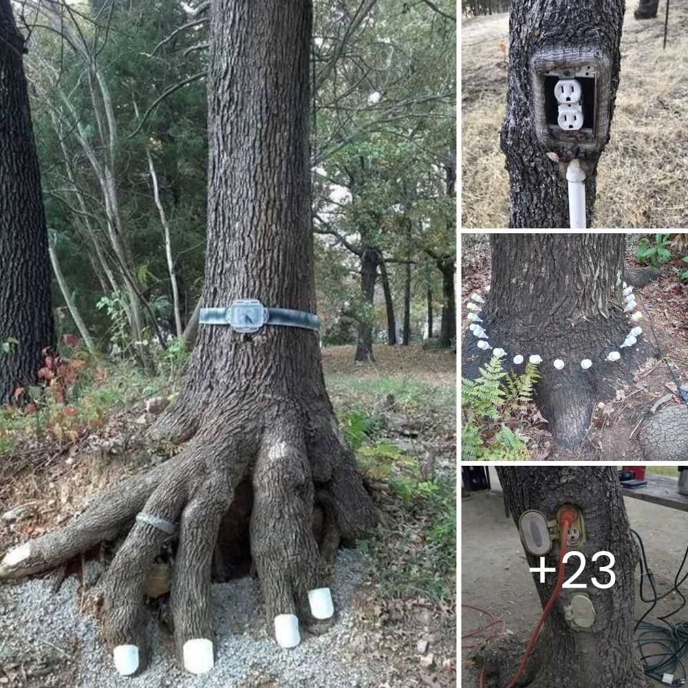 A Miracle of Hope: Brave Puppy Overcomes Serious Wounds and Is Reborn with Strength and Light Within Him