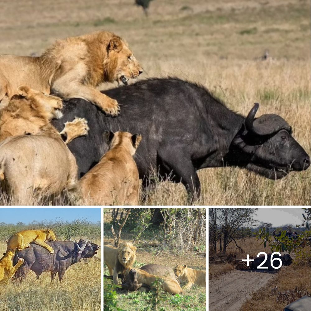 One of Kenya’s Oldest Lions Among 10 Tragically Killed by Herders in a Single Devastating Week