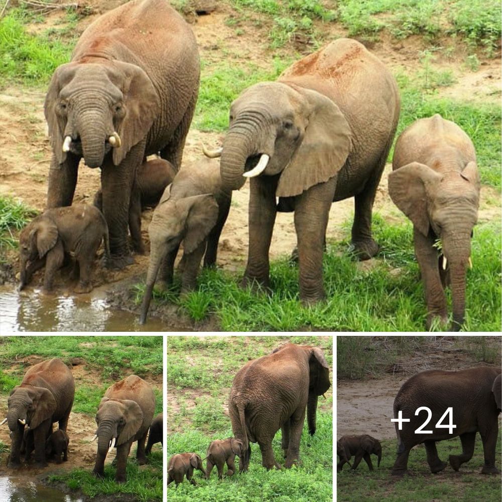 “Omg, I’m Here, Don’t Be Scared” – Canadian Loggers Heroically Free Trapped Moose, Giving Him a Second Chance at Life