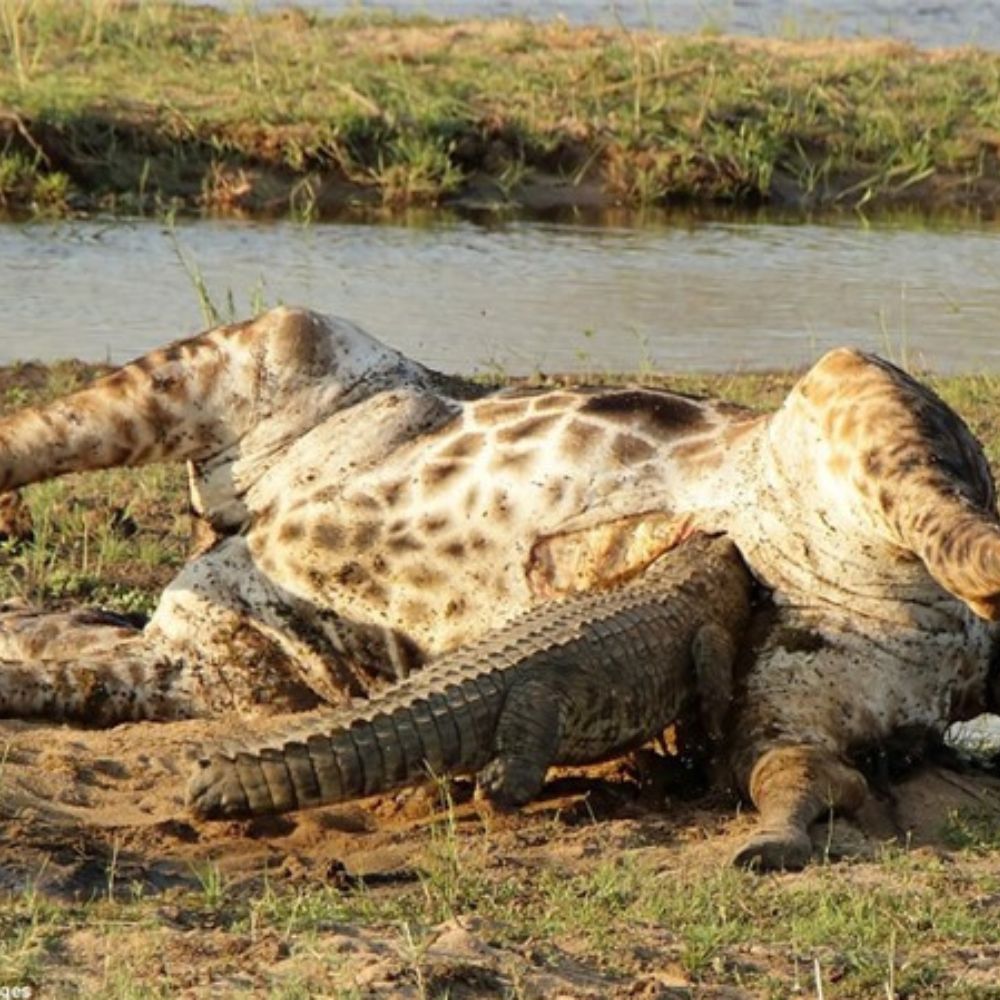 Five Hyenas Launch Vicious Ambush on Rhino in Water—A Rare Moment of Peril for the Mighty Beast