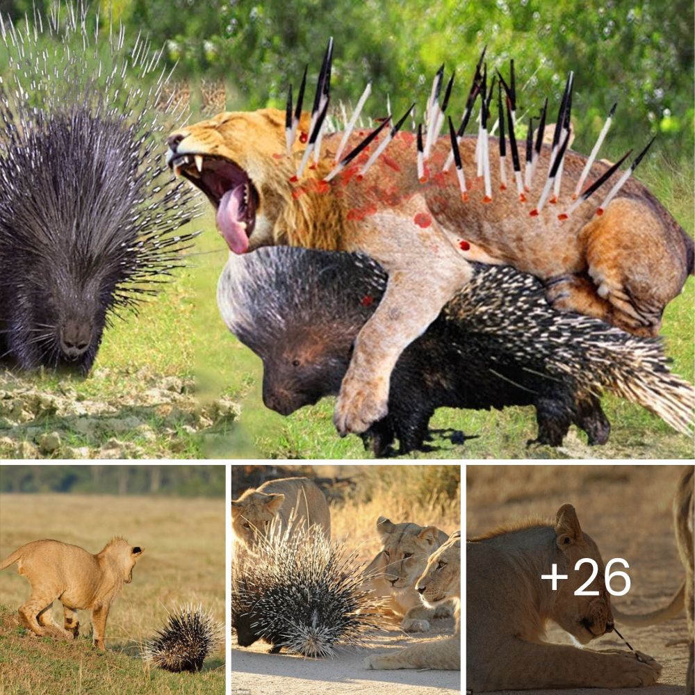 Su dueño pidió sacrificarlo, pero el veterinario, conmovido, le dio una segunda oportunidad de vivir felizmente.