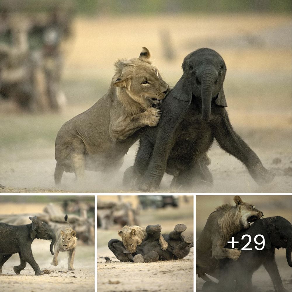 Helpless Puppy Tangled in Electric Wire on Busy Kansas Highway is Rescued, Sparking a Wave of Compassion and Hope