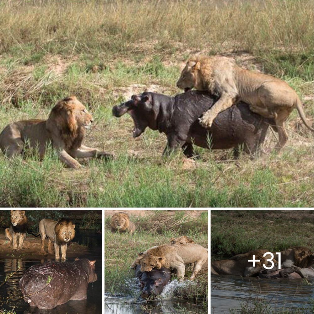 El vínculo inquebrantable entre los pitbulls: cuidan con ternura a su compañero herido y muestran una lealtad inquebrantable a pesar de las dificultades