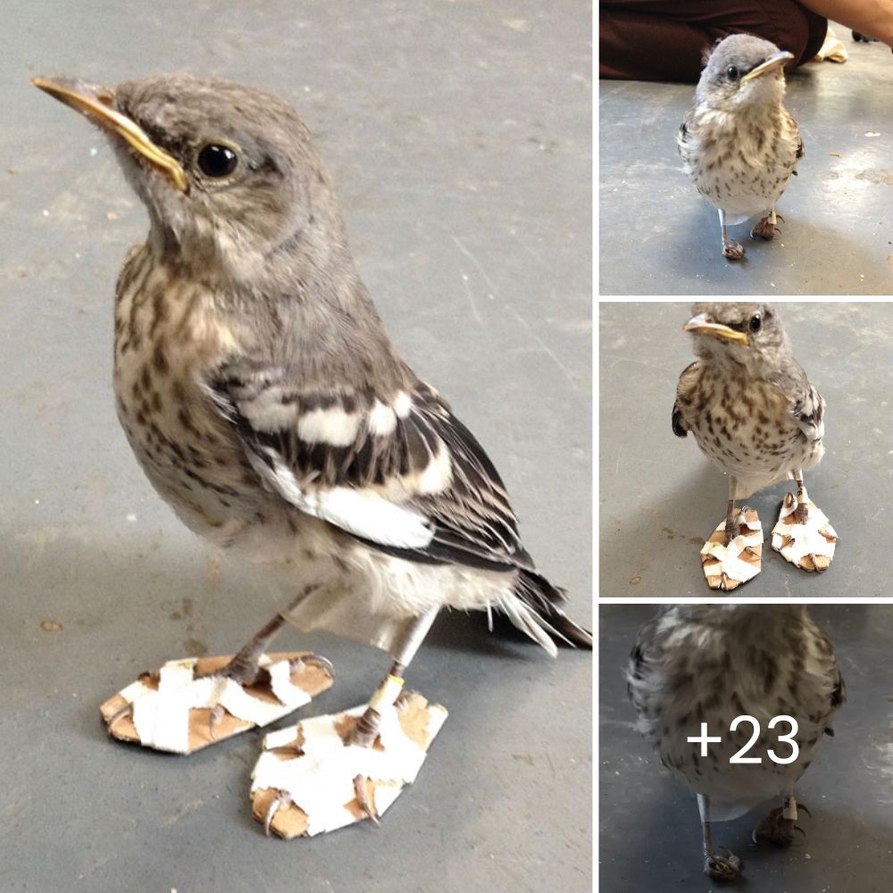 With His Last Strength, He Found Refuge on a Post, Waiting in Agony Until Someone Finally Heard His Cries