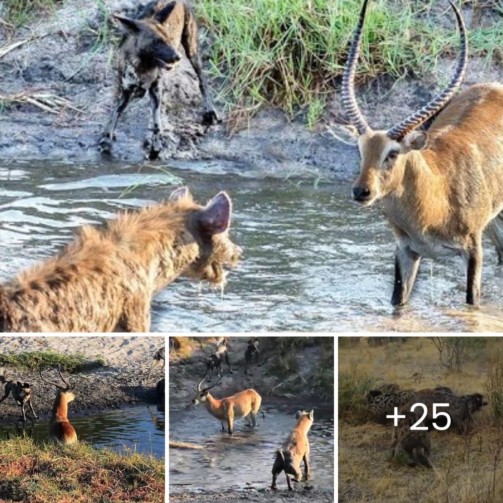 Eagle savagely tears at lizard’s eyes as the desperate reptile struggles to escape its powerful grasp.