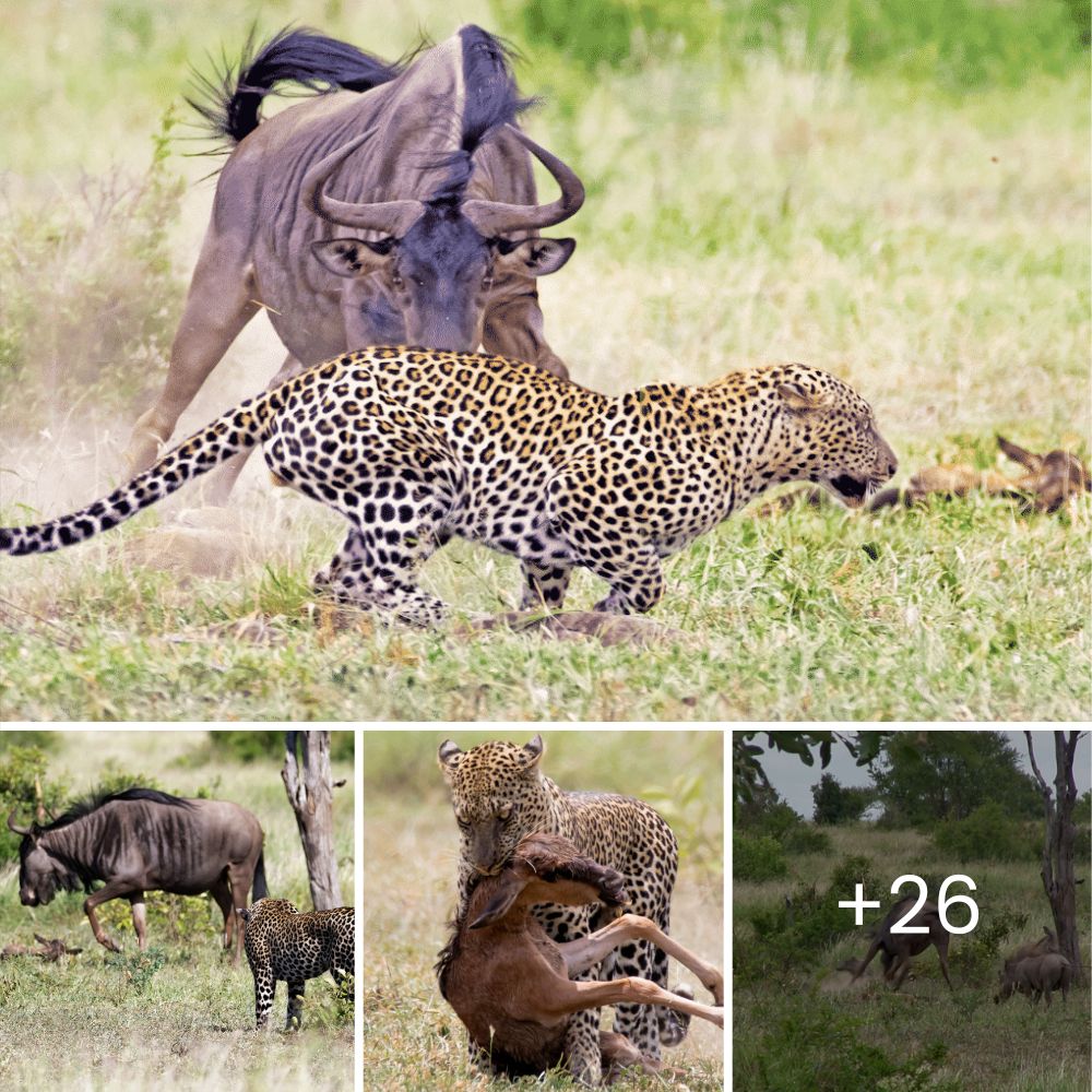 Un perro abandonado espera bajo la lluvia torrencial, con la esperanza de que su familia regrese, pero nunca lo hace