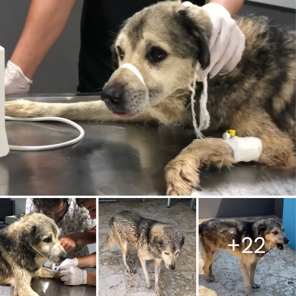 Pitbull Abandoned in a Dumpster: Her Desperate Look Seeks Help and Reflects Unbreakable Hope