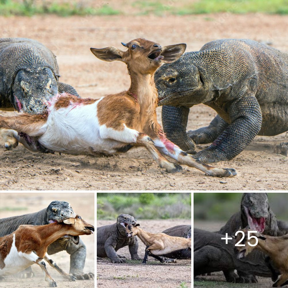 “This is so cumbersome” – After a Six-Year Struggle, Local Hero Rescues Crocodile Trapped in a Tire, Ending Its Tragic Ordeal