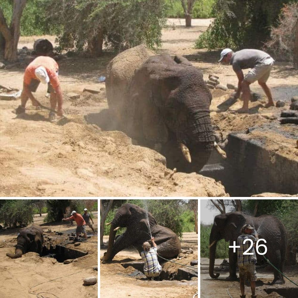 “Yeah, I can walk again” – Orphaned Baby Elephant Defies Paralysis, Inspiring the World as It Learns to Walk Again