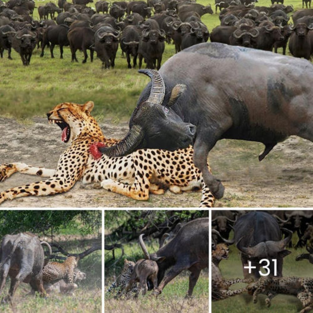 Leopard Gets Porcupine Quill Stuck in Its Nose After Attack—But the Fierce Predator Quickly Turns the Tables…