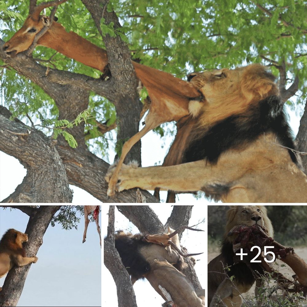 Severely Malnourished Dog Found Struggling Next to a Highway, Spark of Hope in a Desperate Situation