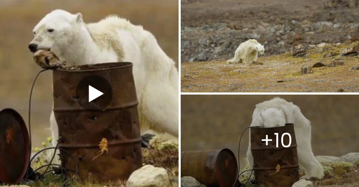 “I am not crying you are” – Heartbreaking Footage Captures Starving Polar Bear Struggling on Iceless Land, Filmed with Tears Rolling Down My Cheeks